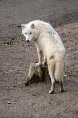 White wolf at the stump.