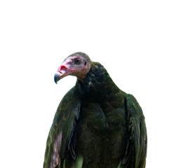 turkey vulture isolated on transparent background, scary carnivorous bird with red head; wild bird isolated, red head vulture