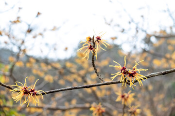 早春のマンサクの花