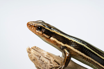 A juvenile Japanese five-lined skink holding onto a tree branch.