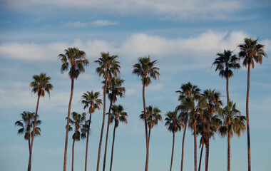 Fototapeta na wymiar California Fan Palm Trees and Winter Sky