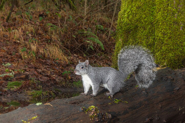Western Grey Squirrel  (Sciurus griseus) is native to  Western Oregon.