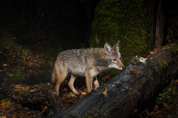 Coyote (Canis latrans) wet from rain, hunting at night in Western Oregon.