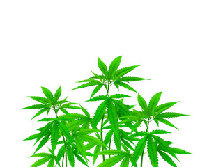 Cannabis plants  PNG transparent