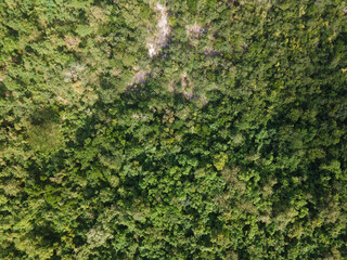 Aerial view of tropical rainforest in the Caribbean