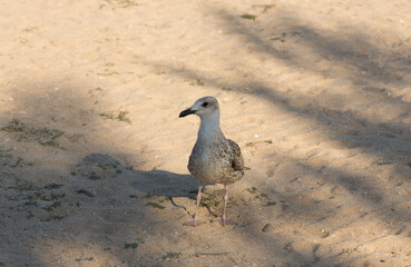 European herring gull (Larus argentatus). A young waterfowl on the sand by the sea. The chick.