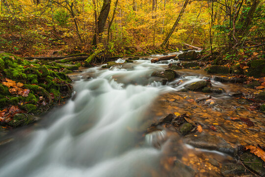 Natural spring water stream flowing through autumn colored forest. 
