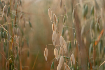 Oat Rice Plants in nature Background.