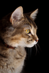 retrato de gatita mirando 