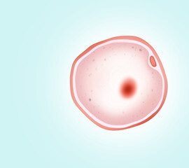 Ovum (egg cell) on light background, illustration