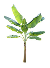 Banana tree on transparent background (png file).