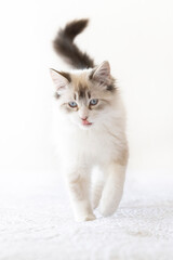 Gatito blanco caminando sacando la lengua en clave alta