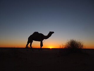 Silhouette of a camel at sunset in the Australian Outback