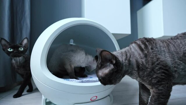 Four colored Devon Rex cats around the modern heated round cat bed. High quality 4k footage