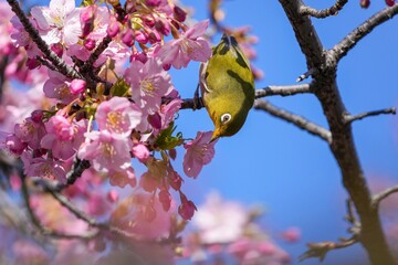 満開の河津桜の蜜を吸うメジロ