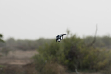 Pied kingfisher hovering