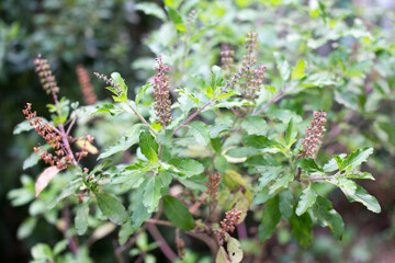 Holy basil flowers