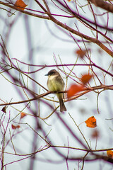 Finch 