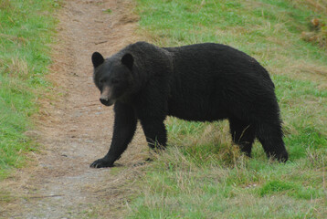 Fototapeta na wymiar Large Dark Brown Grizzly Bear Walks Across a Grassy Road deep in the British Columbia wilderness