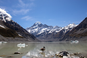 Hooker glacier lake and goose