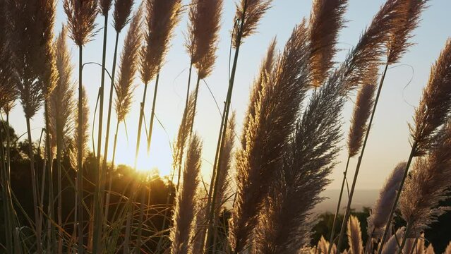 Flowers at Sunset with backlight in the mountains. Pampa grass (Cortaderia selloana). San Luis, Argentina.