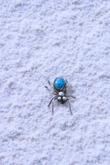 turquoise  and sterling silver spider on sand dune