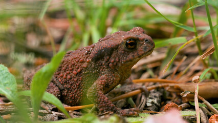 Obraz premium Huge dark toad. Creative. A large frog that breathes and its belly twitches in different directions while sitting in the grass.