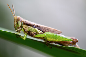 close-up Meadow Grasshopper (Chorthippus parallelus)