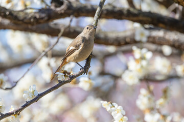 梅の花とジョウビタキ