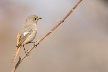 枯れた木の枝に止まるジョウビタキ