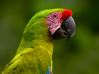 Great Green Macaw closeup portrait on green background