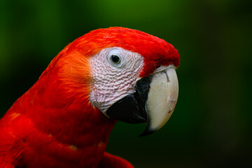 Scarlet Macaw closeup portrait on green background