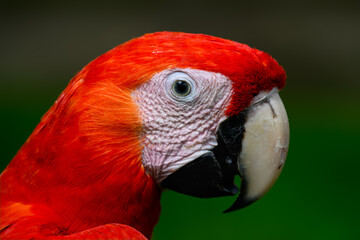 Scarlet Macaw closeup portrait on green background