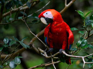 Scarlet Macaw closeup portrait on tree branch
