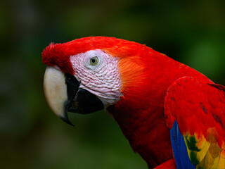 Scarlet Macaw closeup portrait on green background