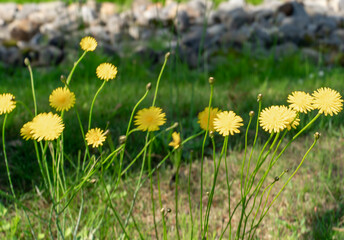 道端に咲くタンポポ