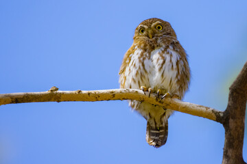 owl on branch