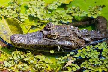 alligator in the swamp