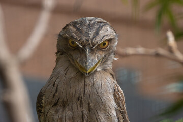 close up of strange bird