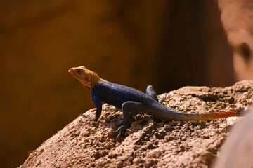 Multicolored lizard