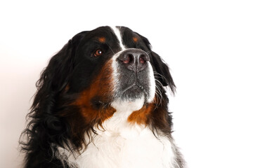 Photo Bernese Mountain Dog on a white background. Studio shot of a dog in front of an isolated background. 