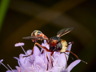fly on flower