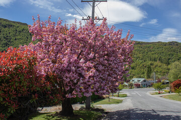 blooming tree 