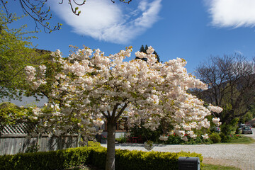 blossom tree