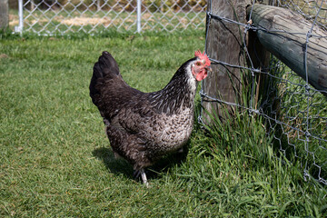 free range chicken