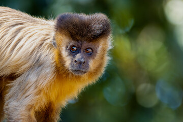 monkey in brazilian cerrado