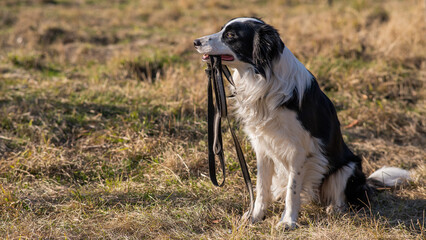 Naklejka na ściany i meble Border collie holding a leash in his mouth on a walk in the autumn park.