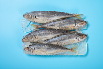 top view frozen brown-striped mackerel scads on blue background