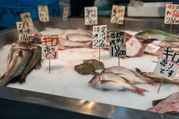 市場の魚