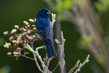 blue bird on branch